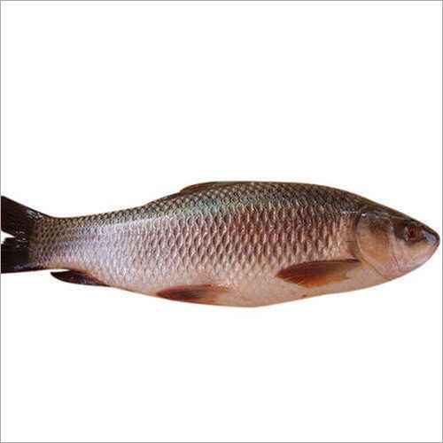 ROHU FISH (9 14lbs)