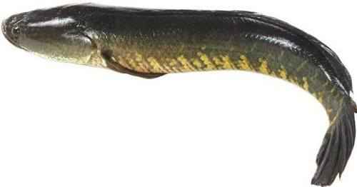 MURAL FISH