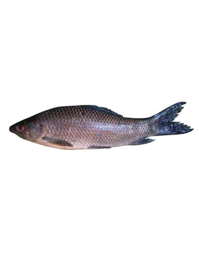 KALIBOUSH