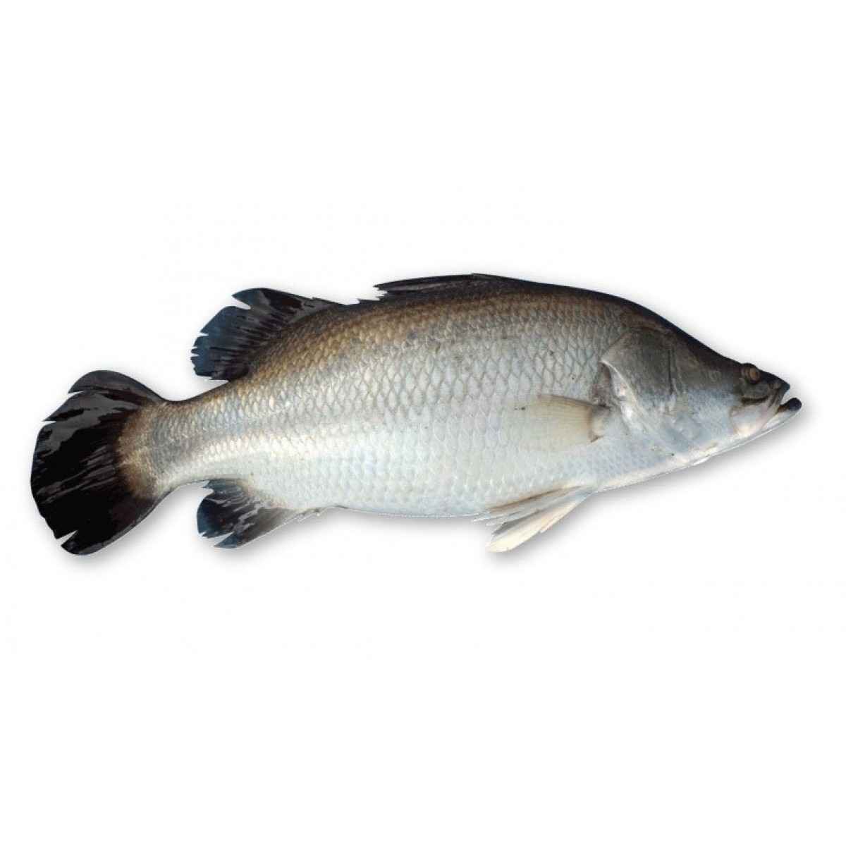 KORAL FISH (2-5LBS)
