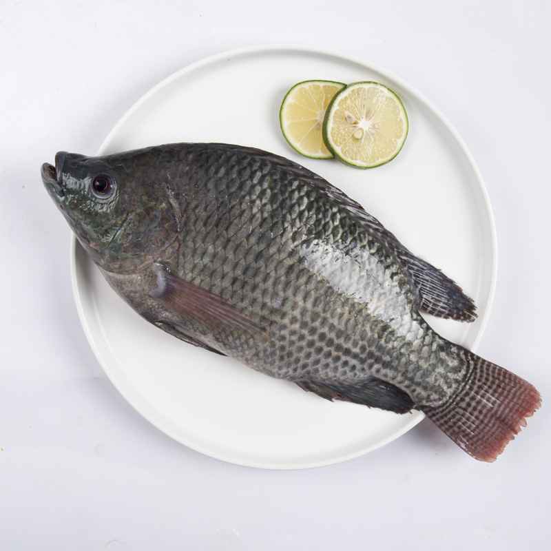 TILAPIA BIG
