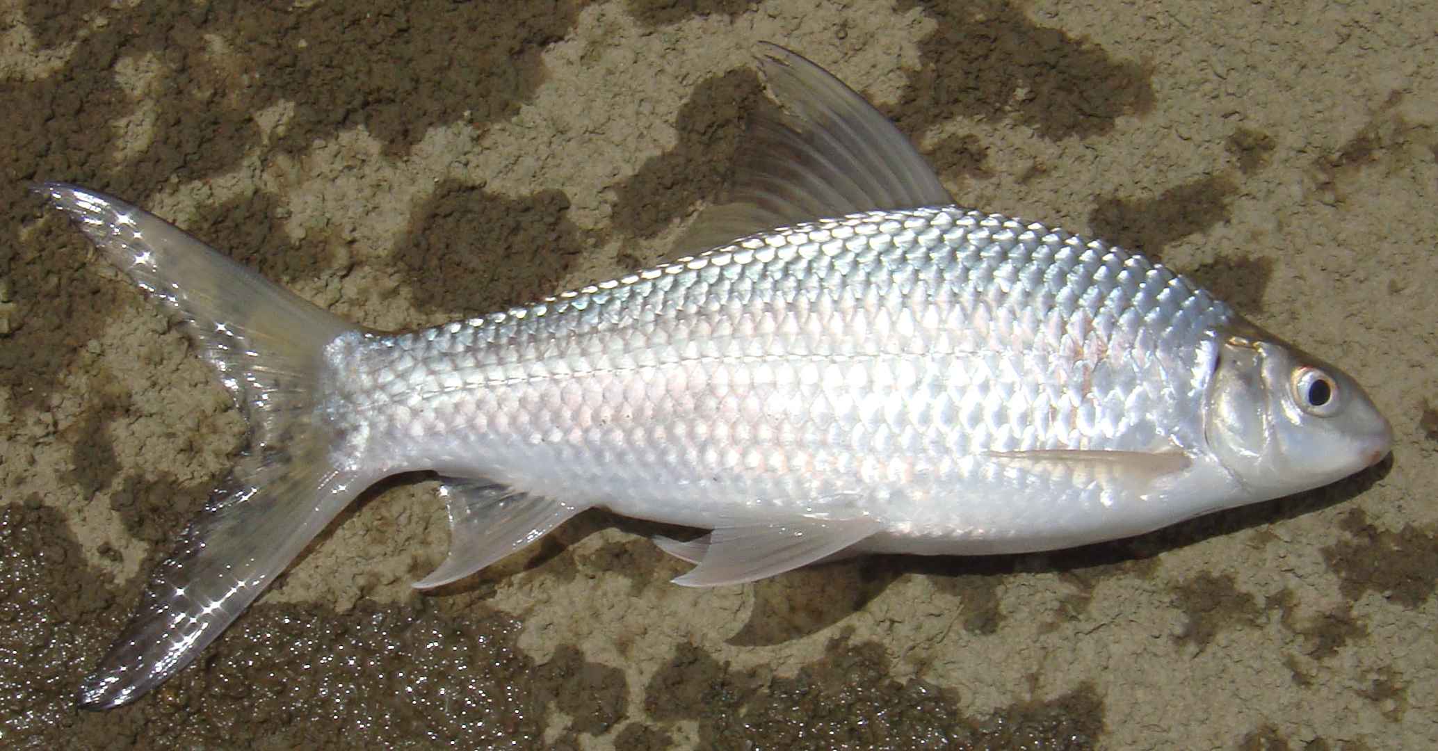 Mrigal (9-15lbs)