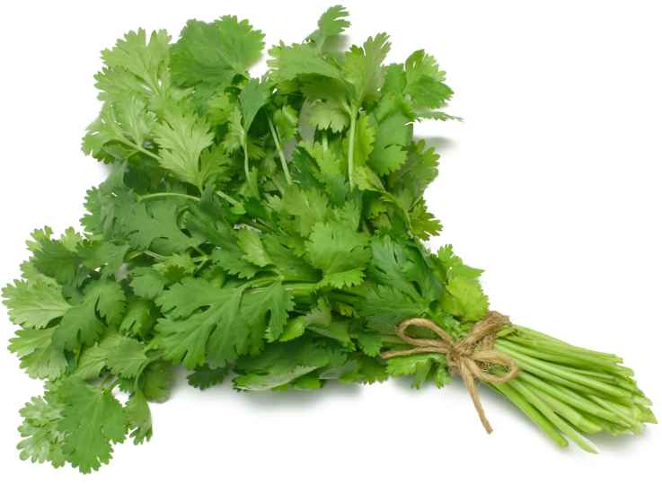 FRESH CILANTRO