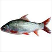 Mrigal (5-8 Lbs)