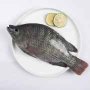 TILAPIA BIG