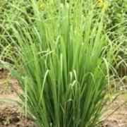 LEMON GRASS